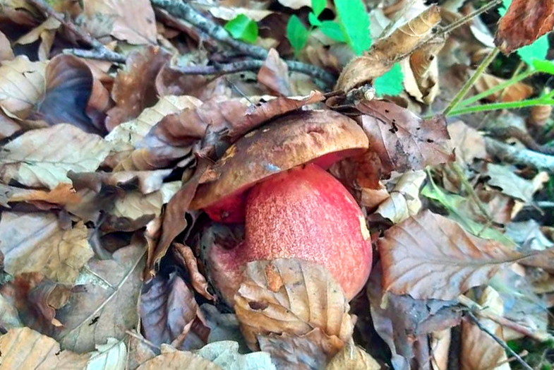 A Scarletina Bolete (Neoboletus luridiformis)