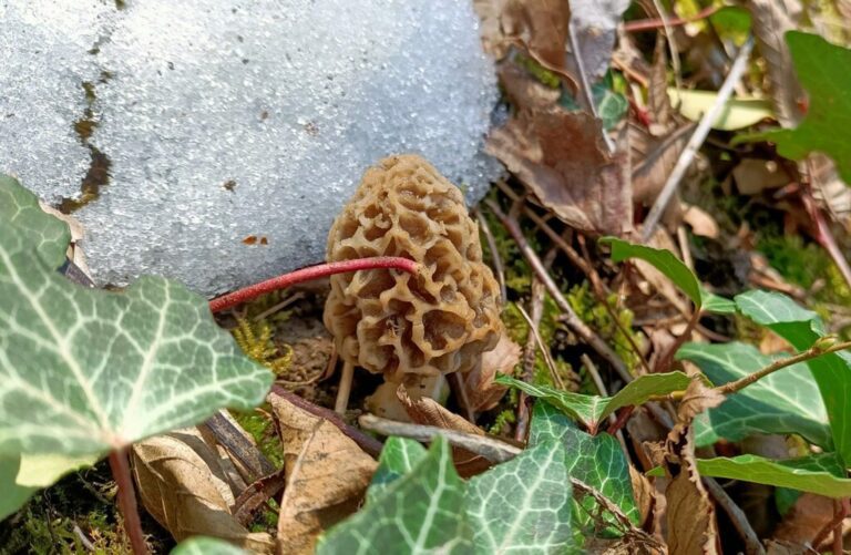 Can Morels Grow In The Snow? MushroomStalkers