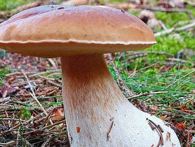 How To Cook King Boletes? MushroomStalkers