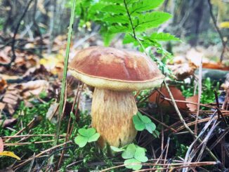 A perfect Bay Bolete - Imleria badia