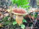 A perfect Bay Bolete - Imleria badia