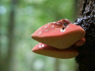 A picture of a Beefsteak mushroom - Fistulina hepatica