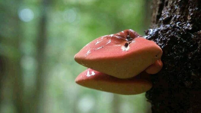 A picture of a Beefsteak mushroom - Fistulina hepatica