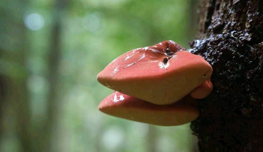 A picture of a Beefsteak mushroom - Fistulina hepatica