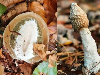 A stinkhorn mushroom (egg & mature)