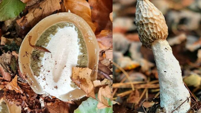 A stinkhorn mushroom (egg & mature)