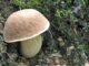 An excellent edible mushroom (Porcini mushroom)