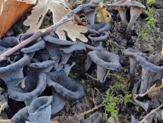 Black Trumpet health benefits