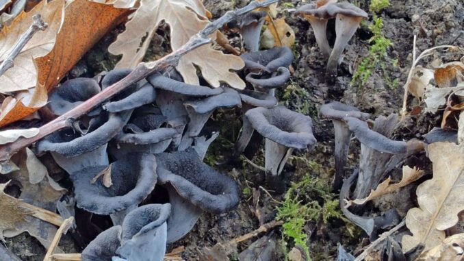 Black Trumpet health benefits