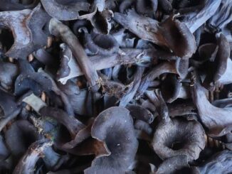 Black trumpet mushrooms just harvested, that must be cleaned