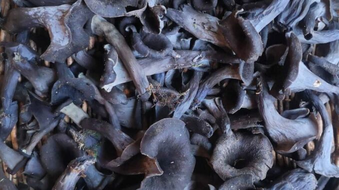 Black trumpet mushrooms just harvested, that must be cleaned