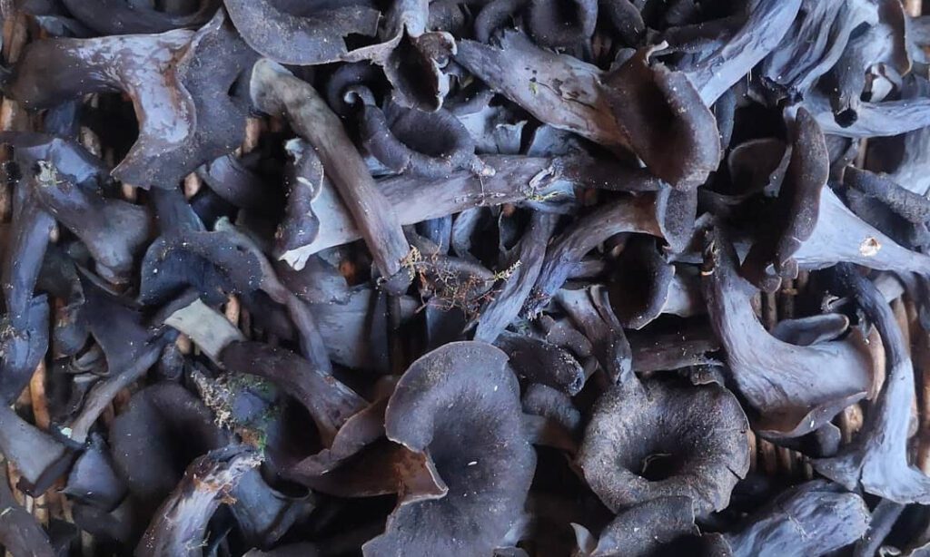 Black trumpet mushrooms just harvested, that must be cleaned