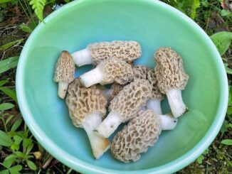 Blonde morels with worms, before cleaning