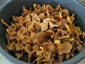 Chanterelles cleaning