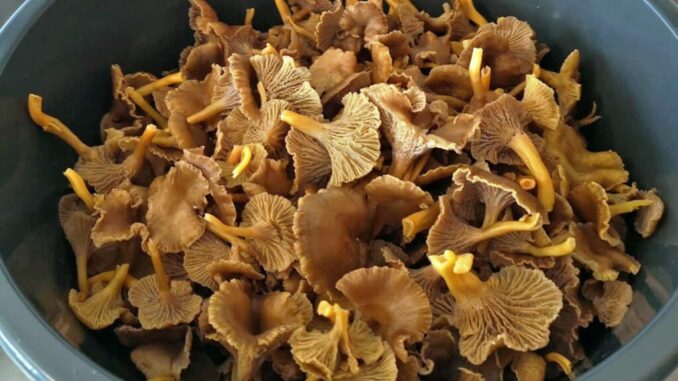 Chanterelles cleaning