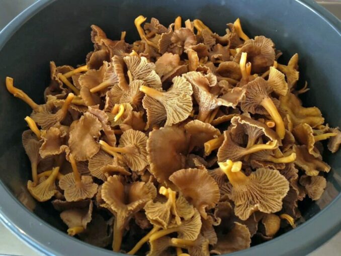Chanterelle season best months MushroomStalkers
