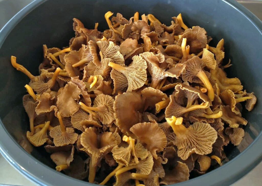 Chanterelles cleaning