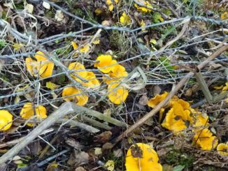 Chanterelles on an acid soil