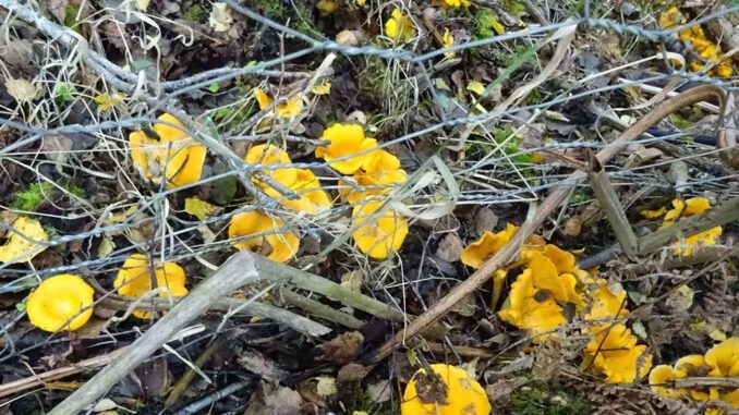 Chanterelles on an acid soil