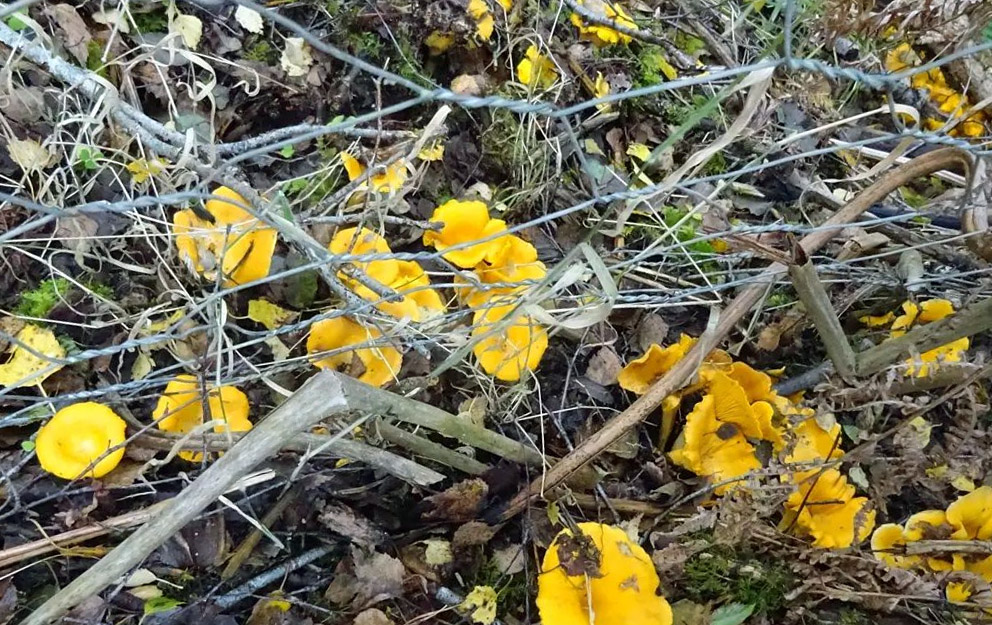 Chanterelles on an acid soil