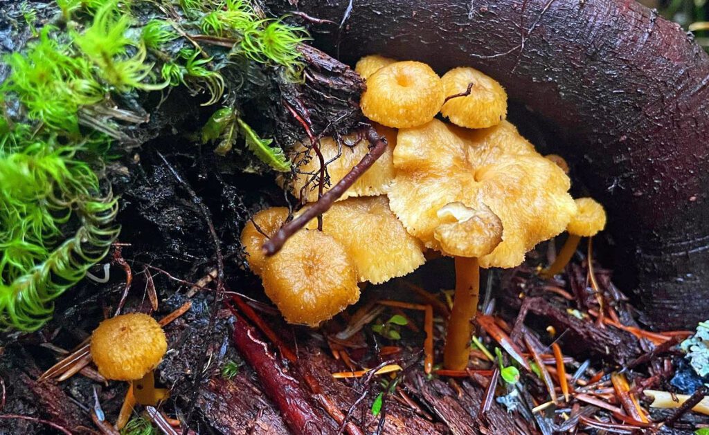 Chanterelles with a good growth rate