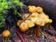 Chanterelles with a good growth rate