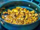 Cooking chanterelles
