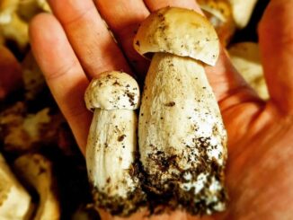 Dirty boletes (porcini mushrooms) that need to be cleaned