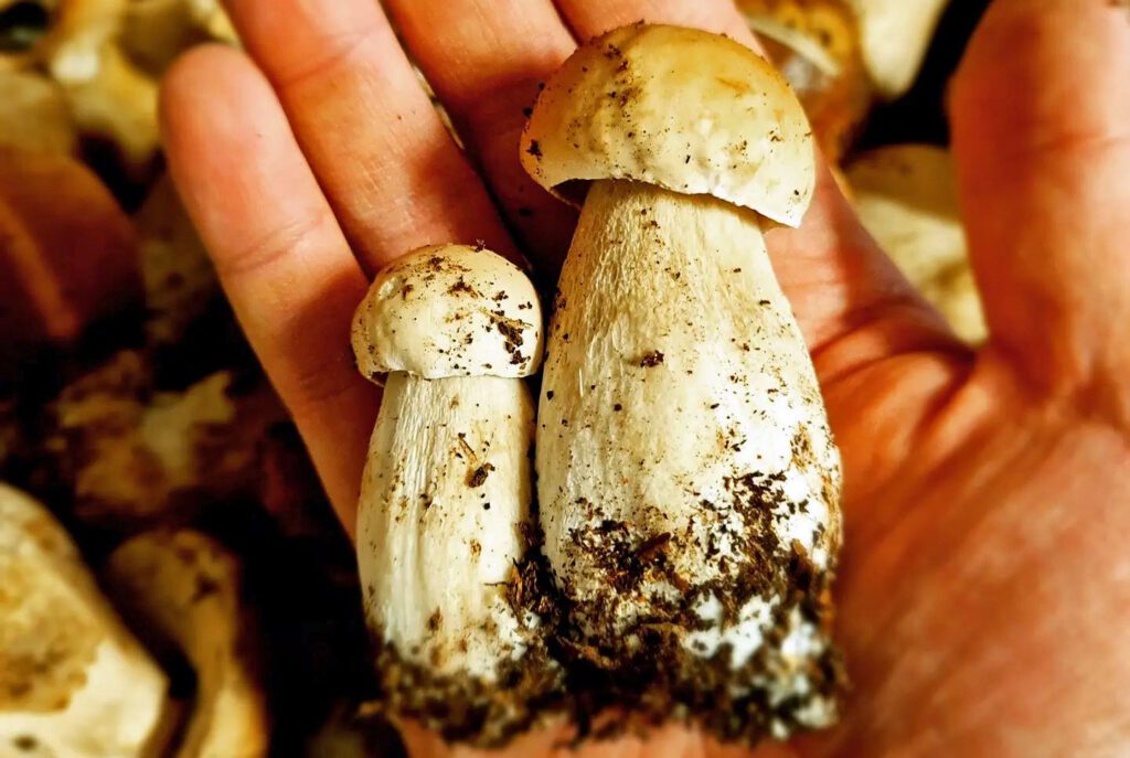 Dirty boletes (porcini mushrooms) that need to be cleaned