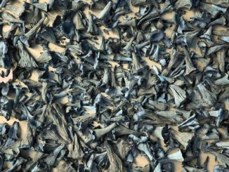 Dried Black Trumpets to rehydrate before cooking