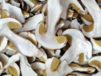 Dried porcini mushrooms