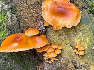 Enoki mushrooms (Flammulina-velutipes)