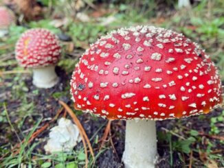 Fly Agaric (Amanita muscaria) in group