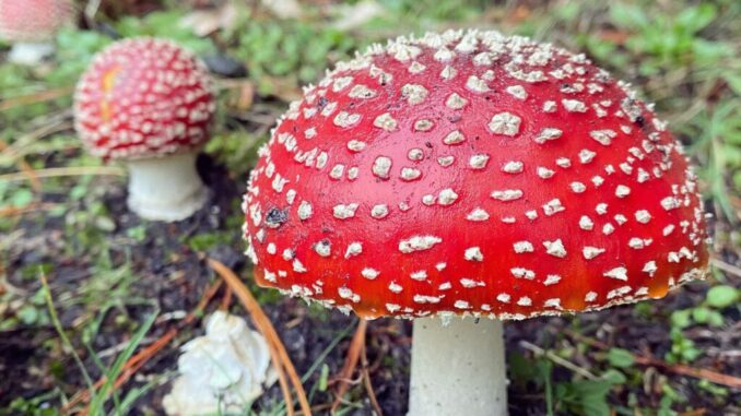 Fly Agaric (Amanita muscaria) in group