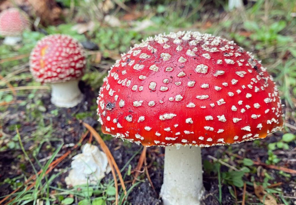 Fly Agaric (Amanita muscaria) in group