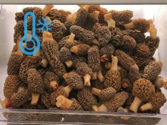 Frozen morels