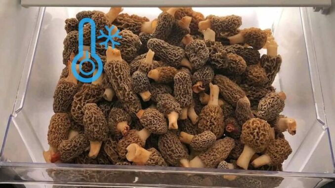 Frozen morels