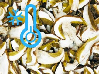 Frozen porcini mushrooms