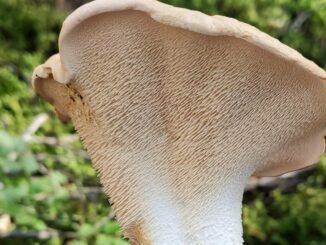 Hedgehog Mushroom - Hydnum repandum