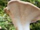 Hedgehog Mushroom - Hydnum repandum