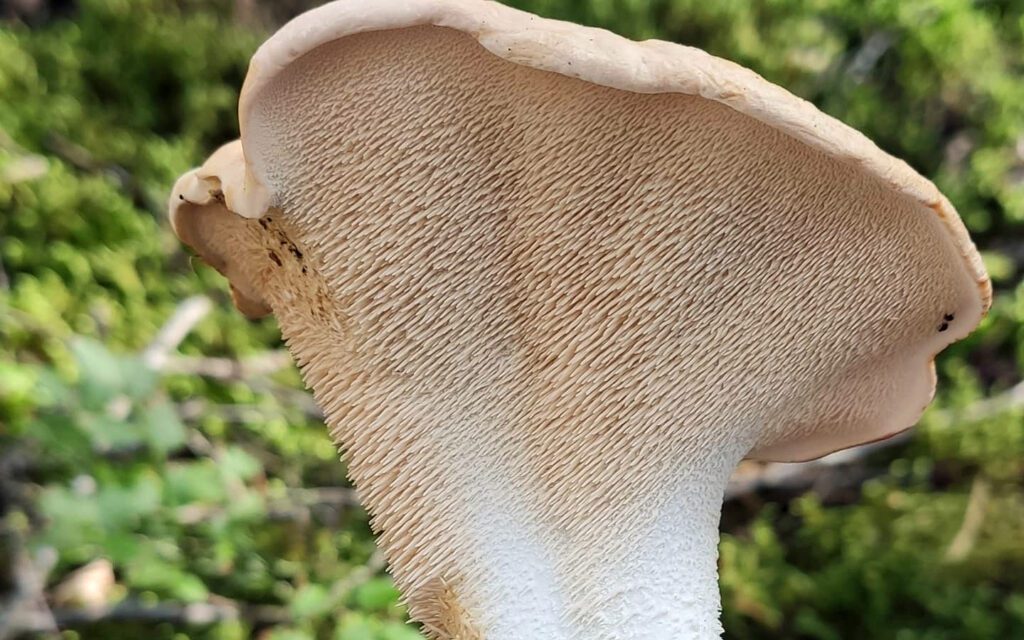 Hedgehog Mushroom - Hydnum repandum