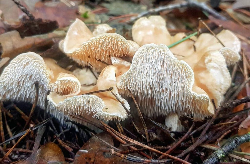 Hedgehog mushrooms ready to be cleaned