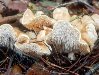 Hedgehog mushrooms ready to be cleaned