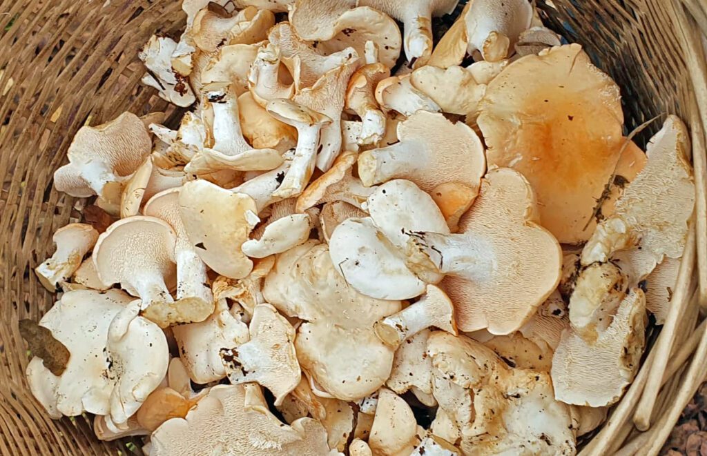 Hedgehog mushrooms ready to be frozen