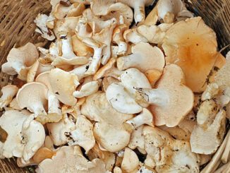 Hedgehog mushrooms ready to be frozen