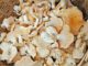 Hedgehog mushrooms ready to be frozen