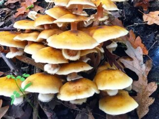 Honey fungus