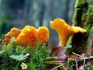 How fast do golden chanterelles grow