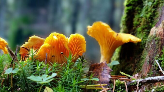 How fast do golden chanterelles grow