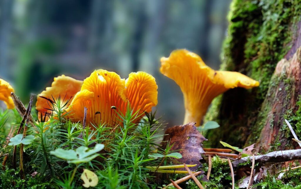 How fast do golden chanterelles grow